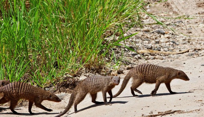 Travel tips from rehoboth safaris.