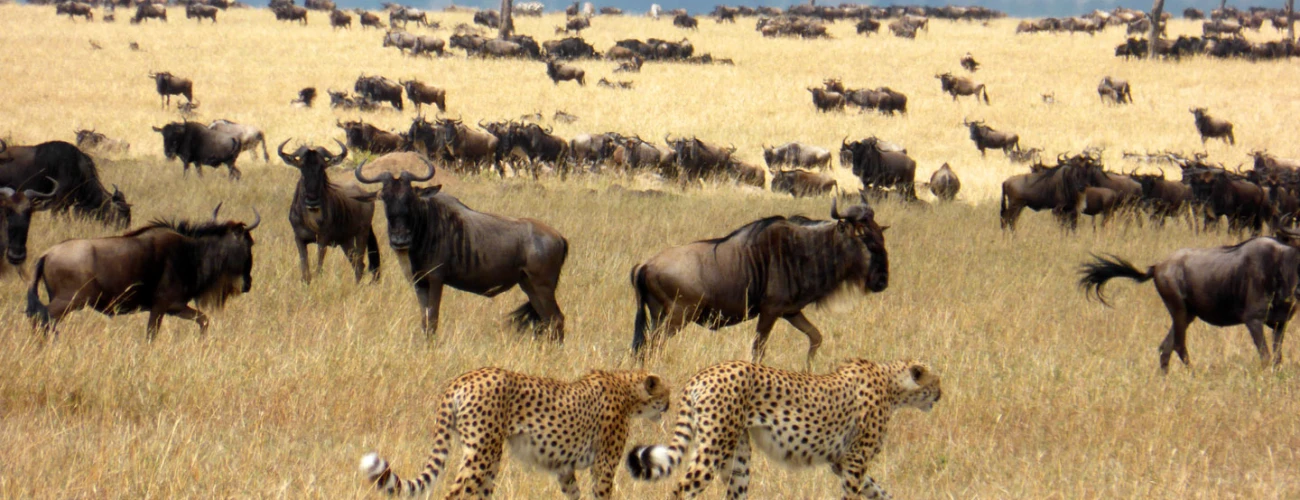 Serengeti is one of Africa's most famous parks