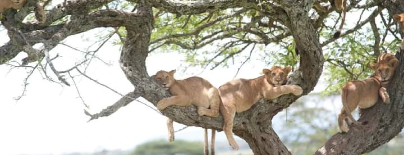  Temperatures never reach extremely hot or very cold.