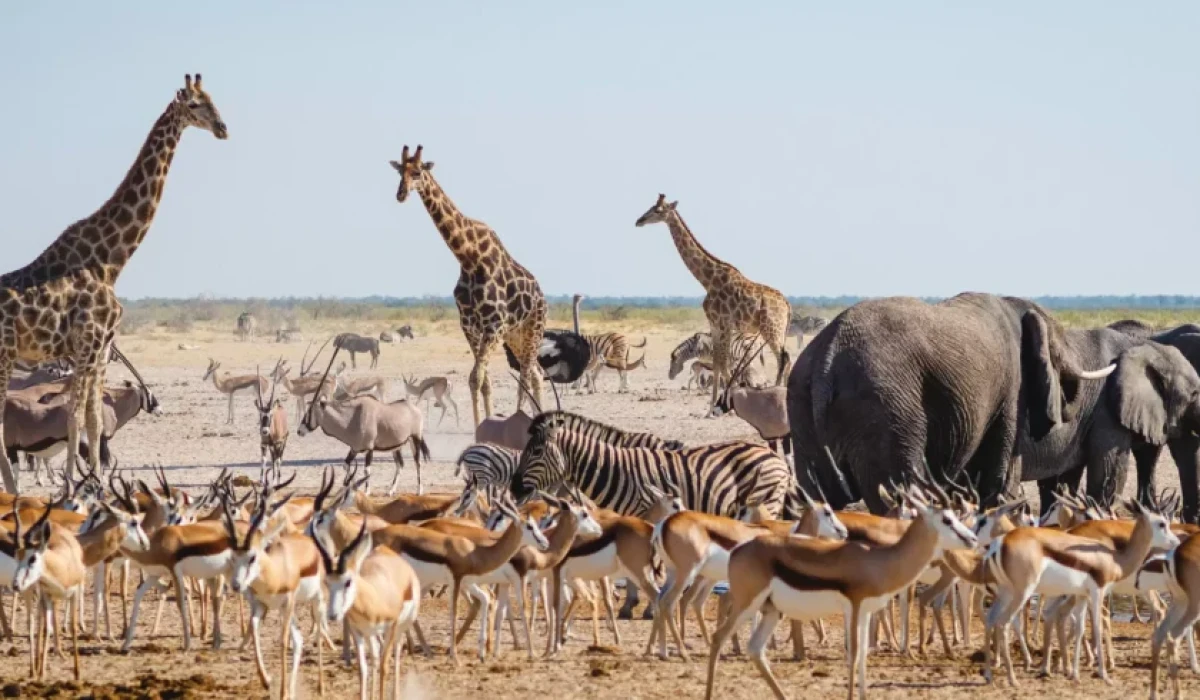 About Rehoboth Safaris