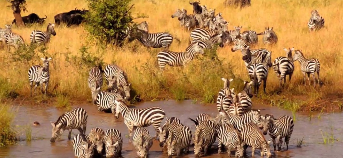 'Karibu' (Welcome) to Rehoboth safaris 